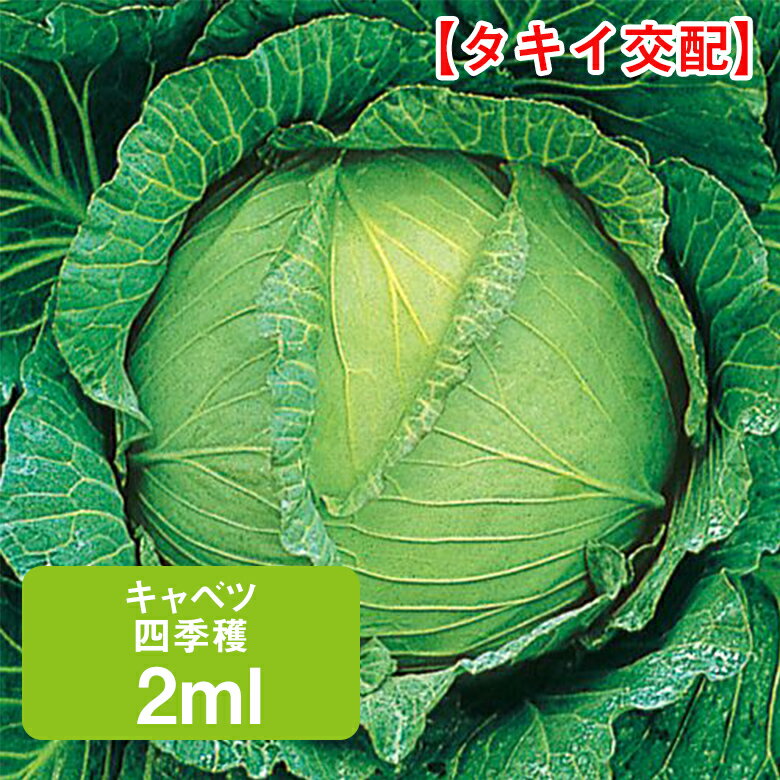 Rakuten - キャベツ 四季穫 タキイ交配 2ml 甘藍 きゃべつ 家庭菜園 野菜 種 種子 ガーデニング 栽培 農業 野菜作り 野菜 おすすめ サラダ タキイ 通販 春 夏 秋 冬