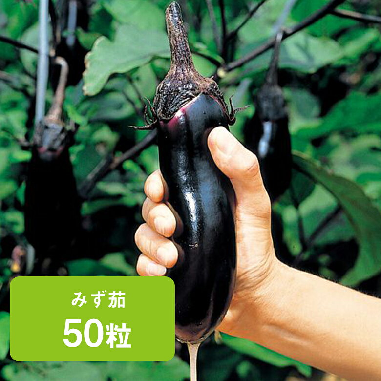 【ジューシーで柔らかく。浅漬は天下一品】みず茄【タキイ交配50粒 なす なすび ナスビ 茄子 茄 種 種..