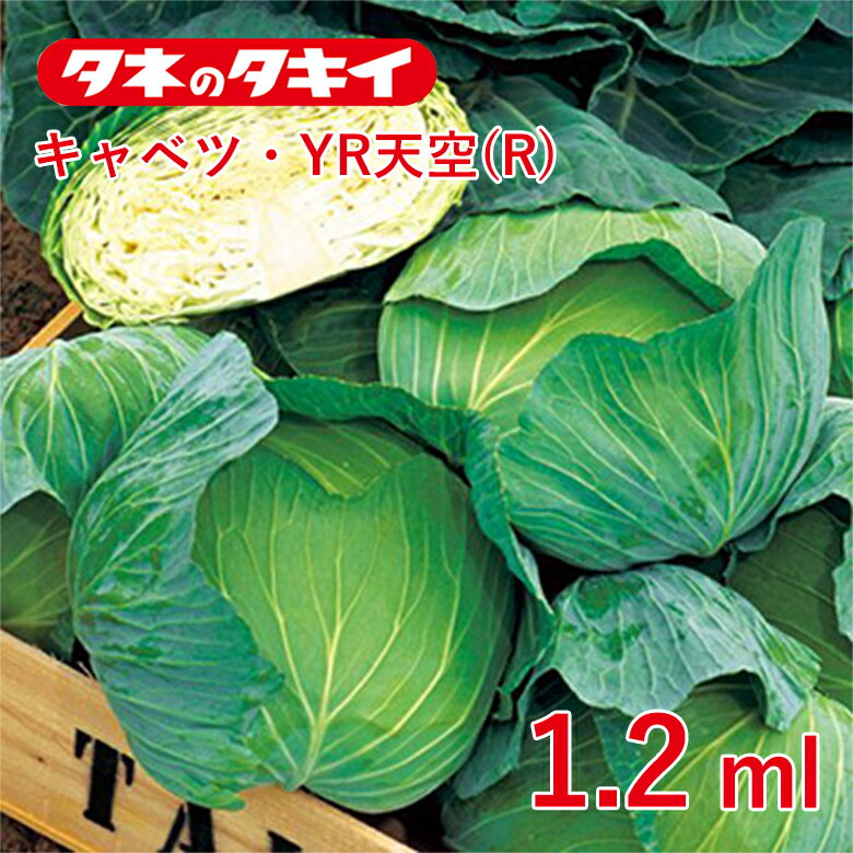 Rakuten - キャベツ・YR天空(R)【タキイ交配】1,2ml 在圃性に優れ、太りがよい初夏どり