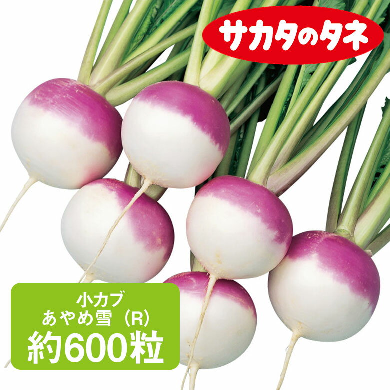Rakuten - 小カブ あやめ雪(R) サカタ交配 約600粒 家庭菜園 野菜 種 種子 かぶ かぶら 栽培 農業 野菜作り 野菜 おすすめ サカタ サカタのタネ