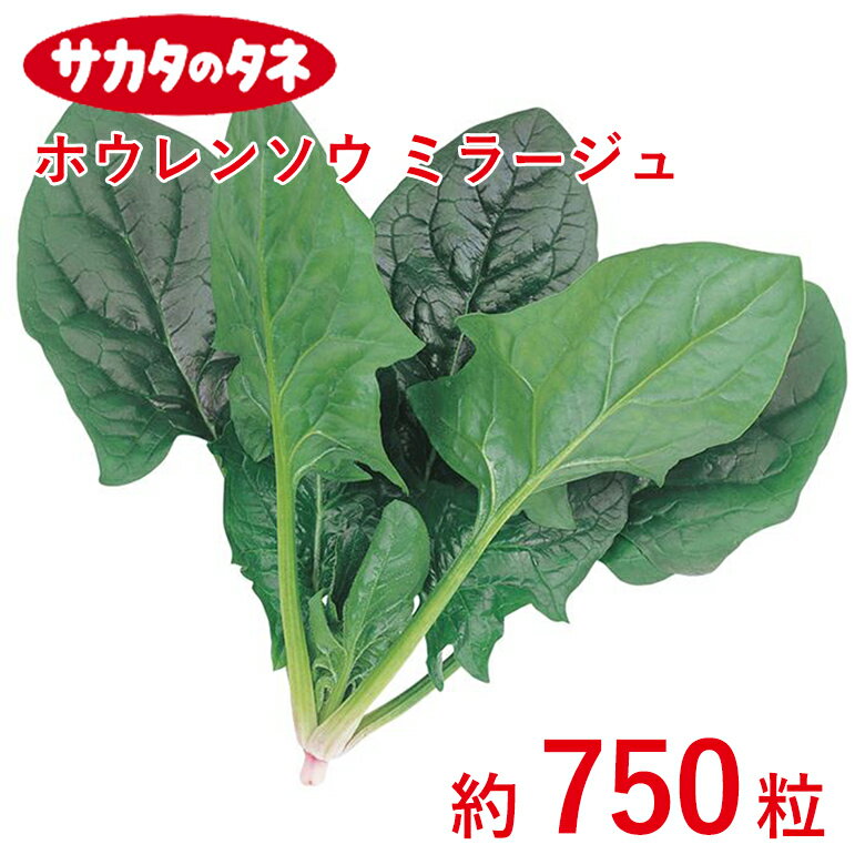 Other - 中国野菜 タァツァイ 約940粒