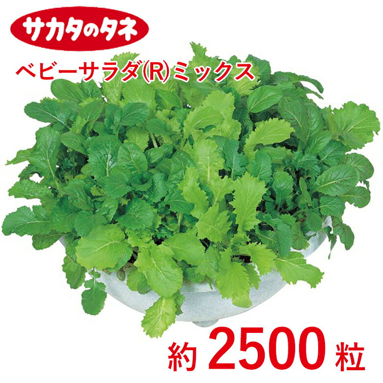 Other - ベビーサラダ（R）ミックス 約2500粒