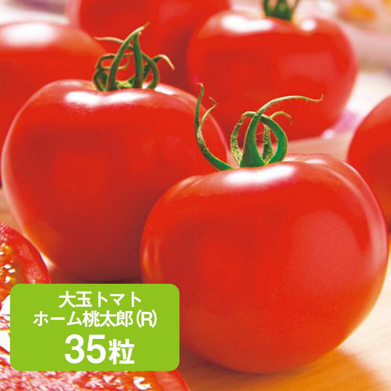 Rakuten - 【手軽に作れるおいしいトマト】大玉トマト・ホーム桃太郎【タキイ交配】35粒 とまと 種 種子 桃太郎 タキイ 栽培 野菜 家庭菜園