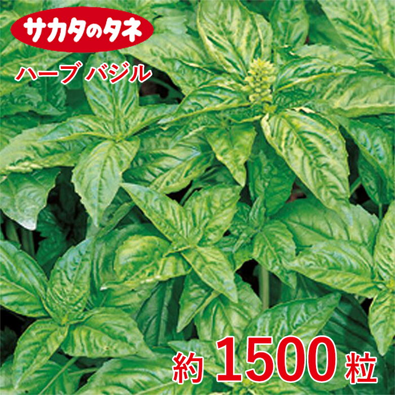 Rakuten - ハーブ バジル 約1500粒