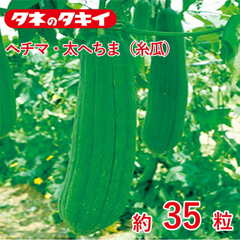 ヘチマ・太へちま（糸瓜）約35粒 タキイ交配 花壇 生育旺盛 混合種子 種子 種 栽培 通販 タキイ