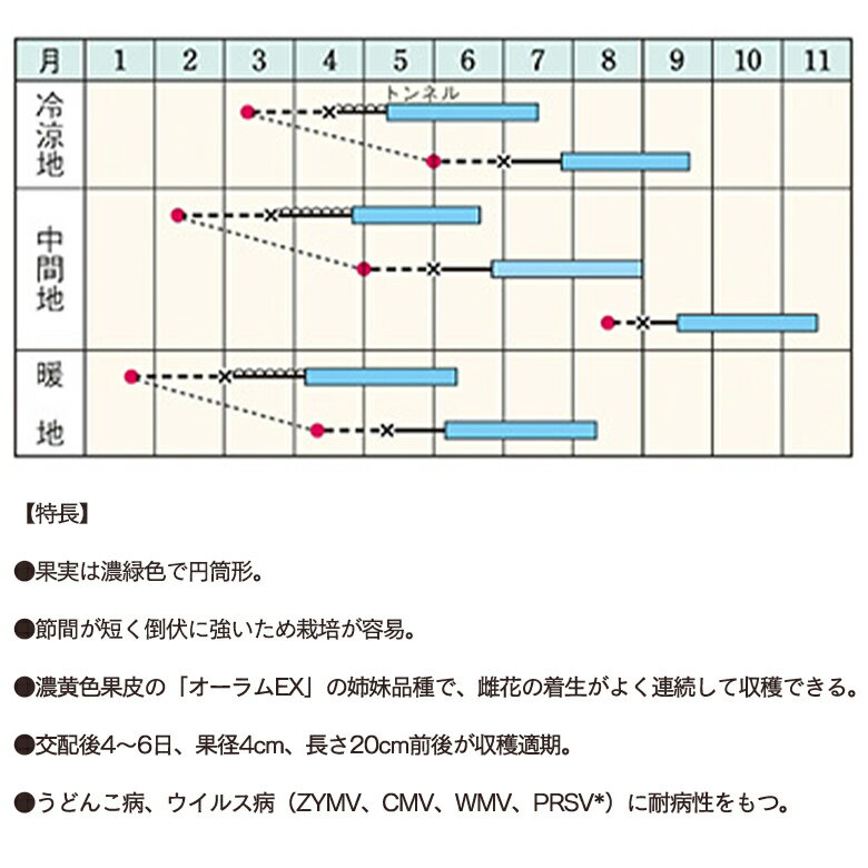 ズッキーニ・ダイナーEX 10粒 2