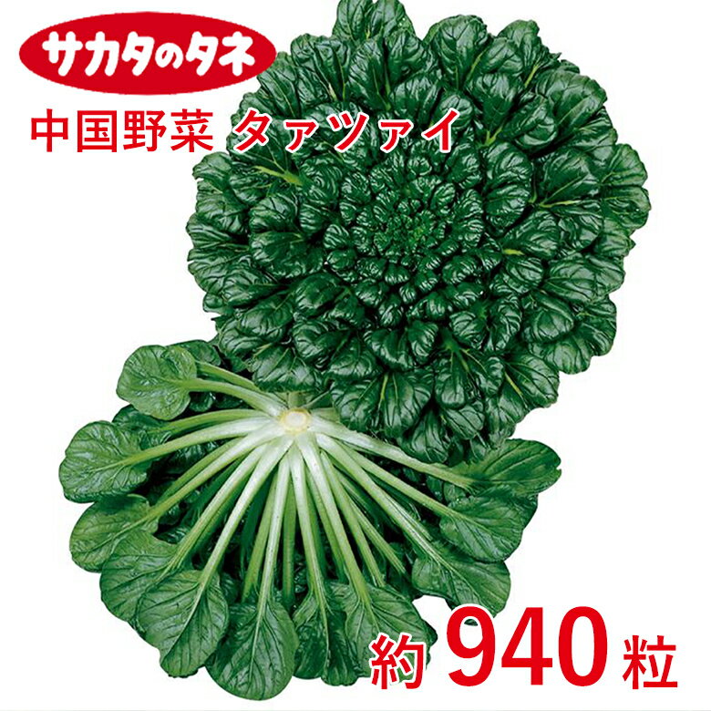Rakuten - 中国野菜 タァツァイ 約940粒