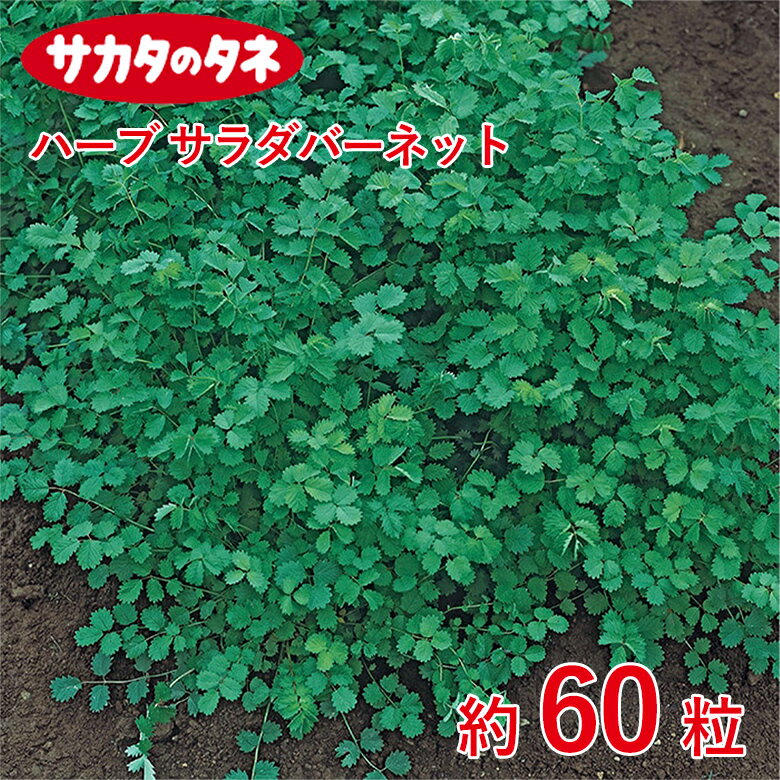 商品名 ハーブ サラダバーネット 約60粒 学名 Sanguisorba officinalis 和名 オランダワレモコウ 開花時期 発芽適温：約20℃ 特徴 寒さに強く、土質を選ばず、とても作りやすい多年草で、冬でも新鮮な若い葉を利用できます。昔は傷薬として利用されていたこともありました。 【注意事項】※タネの粒数（粒の大きさ）は採種条件などにより差があります。表示の粒数は目安としてください。 日当たり・置き場所 ほとんどのハーブは日光を好みますので、日当たりの良い場所で育てましょう。ただし一部耐陰性のある、日陰でも育つハーブがあります。しかし日陰で育つハーブであっても太陽の光を嫌うわけではないので、基本日当たりの良い場所で育てればよいでしょう。真夏の直射日光で葉焼けしてしまう場合は、明るい日陰に移動させるなどしましょう。 水やり 土が乾いたらたっぷり水を与えましょう。葉にもかかるよう上から雨を降らすように水をかけてあげましょう。害虫などを洗い流す効果も期待できます。ただし真夏の場合は、急に冷たい水をかけると葉が痛む場合がありますので、真夏は根元に与えましょう。 肥料 葉の色が黄色味かかっていたら肥料切れのサインのため、液体肥料『ハイポネックス原液』を与えましょう。また、ハーブの生育期（3～7月）に生育が悪いと感じた場合も液体肥料を追加します。育てる品種の性質に合わせ、量や頻度を調整することが大切です。 病気と害虫 アブラムシ、ナメクジ、カタツムリ、ハダニなどです。 害虫対策の基本は何といっても早期発見、 卵や幼虫のうちに退治すれば被害も抑えられます。 アブラムシは葉裏や新芽に集団で発生します。 剪定 ハーブはどんどん生い茂っていきます。放っておくと枝が込み合って風通しが悪く、日の光も十分に届かなくなってしまいます。植物は、茎の先端にある頂芽の成長が、脇の側芽より優先される特性があります。そのため、成長初期時点において摘心することで主枝の成長を抑え、新芽や花などの成長を促しましょう。収穫量を増やすことが出来ます。 また、ある程度大きく生長し終わったあとに、切り戻しをすることで全体的に若返りを図ることもできます。株が大きくなり過ぎた際には、鉢に沿った形で思い切って枝をすべて切り取りましょう。商品名 ハーブ サラダバーネット 約60粒 学名 Sanguisorba officinalis 和名 オランダワレモコウ 開花時期 発芽適温：約20℃ 特徴 寒さに強く、土質を選ばず、とても作りやすい多年草で、冬でも新鮮な若い葉を利用できます。昔は傷薬として利用されていたこともありました。 【注意事項】※タネの粒数（粒の大きさ）は採種条件などにより差があります。表示の粒数は目安としてください。 日当たり・置き場所 ほとんどのハーブは日光を好みますので、日当たりの良い場所で育てましょう。ただし一部耐陰性のある、日陰でも育つハーブがあります。しかし日陰で育つハーブであっても太陽の光を嫌うわけではないので、基本日当たりの良い場所で育てればよいでしょう。真夏の直射日光で葉焼けしてしまう場合は、明るい日陰に移動させるなどしましょう。 水やり 土が乾いたらたっぷり水を与えましょう。葉にもかかるよう上から雨を降らすように水をかけてあげましょう。害虫などを洗い流す効果も期待できます。ただし真夏の場合は、急に冷たい水をかけると葉が痛む場合がありますので、真夏は根元に与えましょう。 肥料 葉の色が黄色味かかっていたら肥料切れのサインのため、液体肥料『ハイポネックス原液』を与えましょう。また、ハーブの生育期（3～7月）に生育が悪いと感じた場合も液体肥料を追加します。育てる品種の性質に合わせ、量や頻度を調整することが大切です。 病気と害虫 アブラムシ、ナメクジ、カタツムリ、ハダニなどです。 害虫対策の基本は何といっても早期発見、 卵や幼虫のうちに退治すれば被害も抑えられます。 アブラムシは葉裏や新芽に集団で発生します。 剪定 ハーブはどんどん生い茂っていきます。放っておくと枝が込み合って風通しが悪く、日の光も十分に届かなくなってしまいます。植物は、茎の先端にある頂芽の成長が、脇の側芽より優先される特性があります。そのため、成長初期時点において摘心することで主枝の成長を抑え、新芽や花などの成長を促しましょう。収穫量を増やすことが出来ます。 また、ある程度大きく生長し終わったあとに、切り戻しをすることで全体的に若返りを図ることもできます。株が大きくなり過ぎた際には、鉢に沿った形で思い切って枝をすべて切り取りましょう。