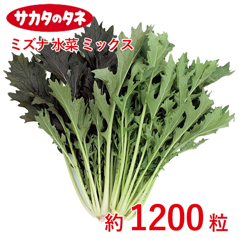 商品名 ミズナ 水菜 ミックス　約1200粒 学名 Brassica rapa L 和名 ミズナ 開花時期 発芽適温：20〜25℃ 生育適温：15℃〜20℃ 発芽日数：3〜5日 特徴 緑と赤紫のミックス。寒さに強くシャキシャキとした食感で、サラダや鍋物など、幅広い料理に使えます。 【注意事項】 ※品種特性上、生育は赤紫の方が遅いため、間引きの際は生育の早いものだけ残さないように注意します。 ※高温期は赤紫の紫色が淡いことがあります。 ※タネの粒数（粒の大きさ）は採種条件などにより差があります。表示の粒数は目安としてください。 日当たり・置き場所 日当たりと風通しの良い場所 水やり 草丈が15cmを超える頃から、土の表面が乾いてきたら水やりします。 肥料 畑への直まきが基本ですが、育苗して移植栽培も可能です。種まきの2週間以上前までに苦土石灰を散布し耕します。1週間前に堆肥と化成肥料を散布して再度耕し、畝を作ります。畝幅は80cm、高さは10cm程度にします。プランターでの栽培も手軽にできます。 病気と害虫 ミズナで特に問題となるコナガ、アブラムシなどの害虫は、防虫ネットなどによるトンネル被覆栽培で物理的に防ぎます。病害では根こぶ病や立枯病が問題となります。立枯病を防除するには種まき時に土壌潅注剤を用いましょう。商品名 ミズナ 水菜 ミックス　約1200粒 学名 Brassica rapa L 和名 ミズナ 開花時期 発芽適温：20〜25℃ 生育適温：15℃〜20℃ 発芽日数：3〜5日 特徴 緑と赤紫のミックス。寒さに強くシャキシャキとした食感で、サラダや鍋物など、幅広い料理に使えます。 【注意事項】 ※品種特性上、生育は赤紫の方が遅いため、間引きの際は生育の早いものだけ残さないように注意します。 ※高温期は赤紫の紫色が淡いことがあります。 ※タネの粒数（粒の大きさ）は採種条件などにより差があります。表示の粒数は目安としてください。 日当たり・置き場所 日当たりと風通しの良い場所 水やり 草丈が15cmを超える頃から、土の表面が乾いてきたら水やりします。 肥料 畑への直まきが基本ですが、育苗して移植栽培も可能です。種まきの2週間以上前までに苦土石灰を散布し耕します。1週間前に堆肥と化成肥料を散布して再度耕し、畝を作ります。畝幅は80cm、高さは10cm程度にします。プランターでの栽培も手軽にできます。 病気と害虫 ミズナで特に問題となるコナガ、アブラムシなどの害虫は、防虫ネットなどによるトンネル被覆栽培で物理的に防ぎます。病害では根こぶ病や立枯病が問題となります。立枯病を防除するには種まき時に土壌潅注剤を用いましょう。
