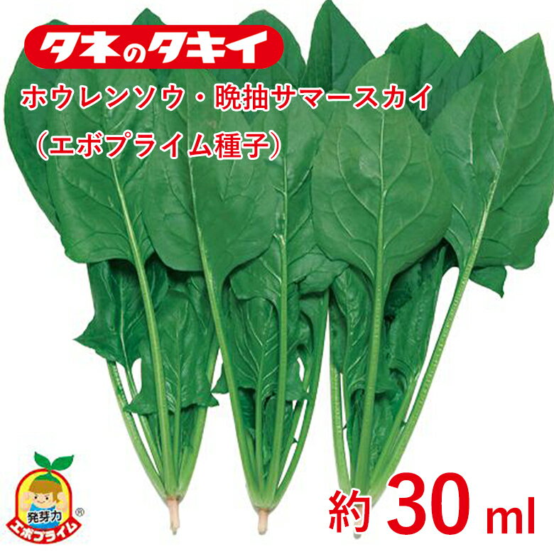 Rakuten - ホウレンソウ・晩抽サマースカイ(エボプライム種子)約30ml