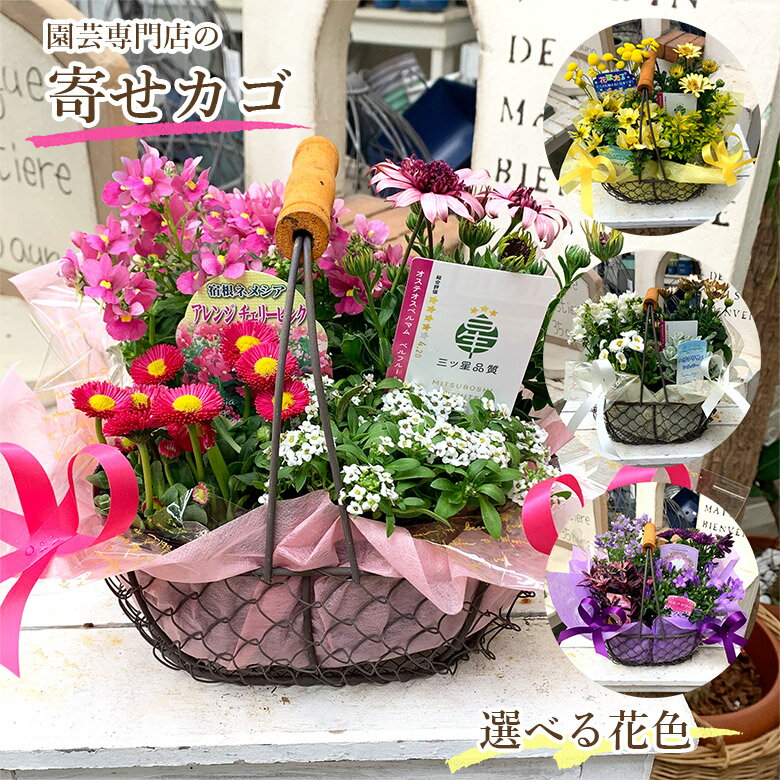 楽天市場】青山フラワーマーケット 母の日の通販