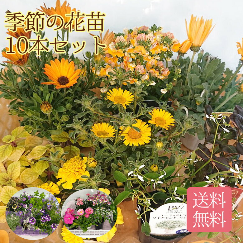 母の日 ギフト【送料無料】当店のお任せ季節の花苗10本セット ピンク イエロー パープルの中からお選びください 春 夏 寄せ植え 花壇 ガーデニング 玄関前 店舗前 ギフトにおすすめ 鉢植え フラワー イエロー ピンク パープル セット ギフト 鉢 母の日 プレゼント