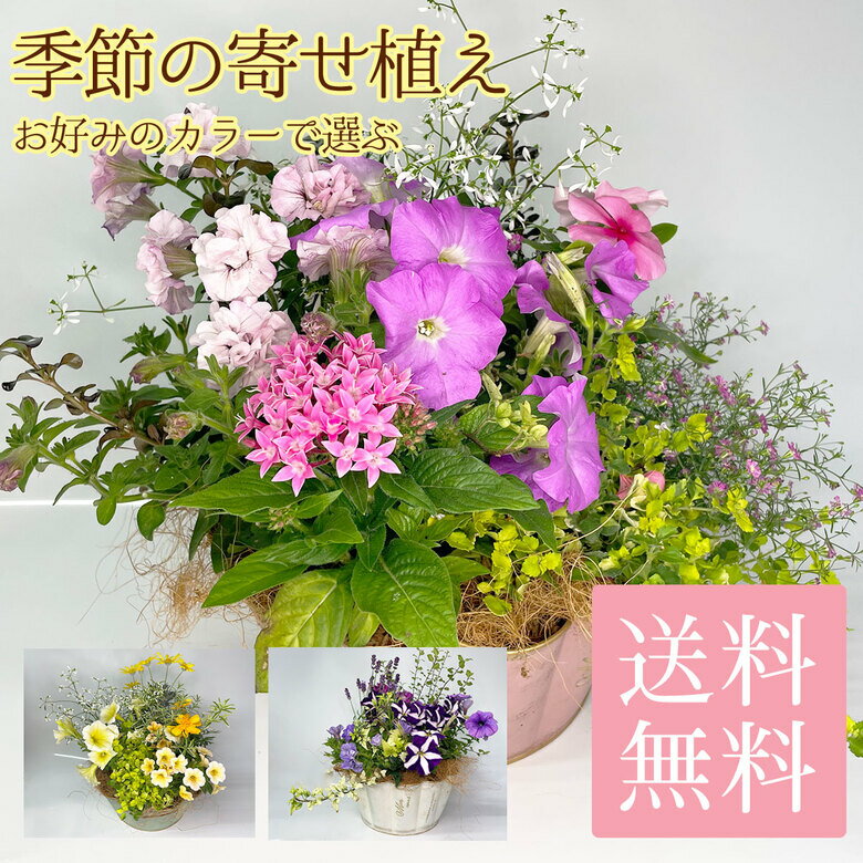 4980【送料無料】プロが植えた季節の お花 の 寄せ植え 玄関先 贈り物 春 夏 秋 冬 玄関【お祝い】 【カラーお選び頂けます】【イエロー系】【ピンク系】【パープル系】 玄関前 店舗前 花 寄せ植え 鉢植え フラワー イエロー ピンク パープル 鉢 ギフト プレゼント 秋 冬のサムネイル