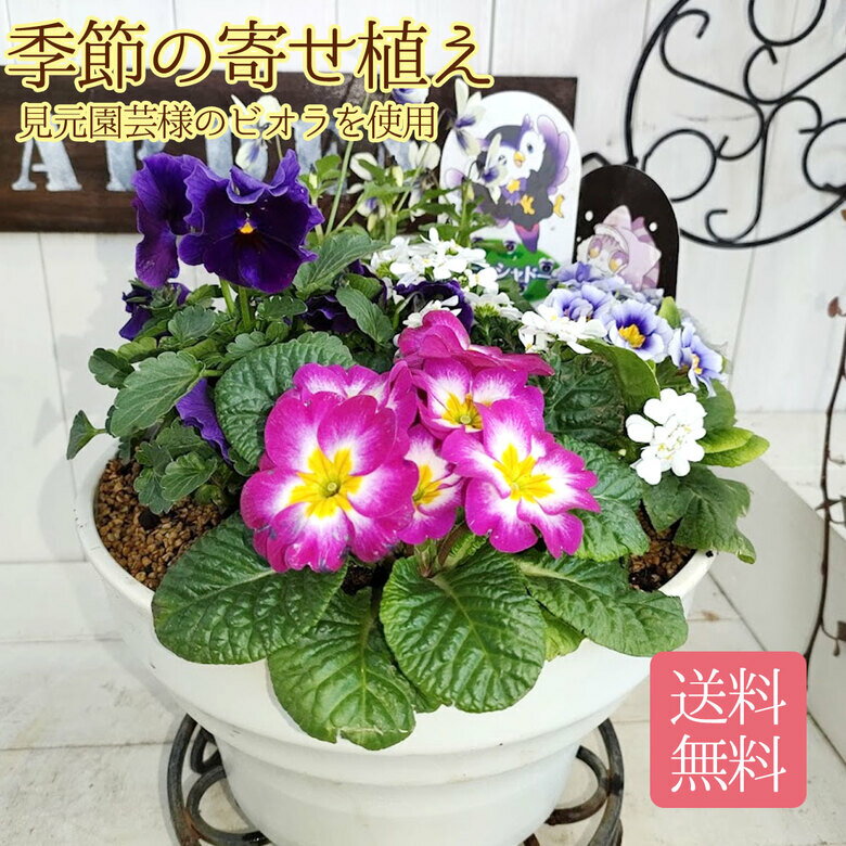 【送料無料】見元園芸様のビオラ(ムーンシャドー・ライジングアイス)を使用した寄せ植え 玄関前 店舗前 ギフトにおすすめ 【見元園芸】【ムーンシャドー】【ライジングアイス】 寄せ植え 鉢植え 冬の花 フラワー ホワイト ピンク パープル セット ギフト 鉢のサムネイル