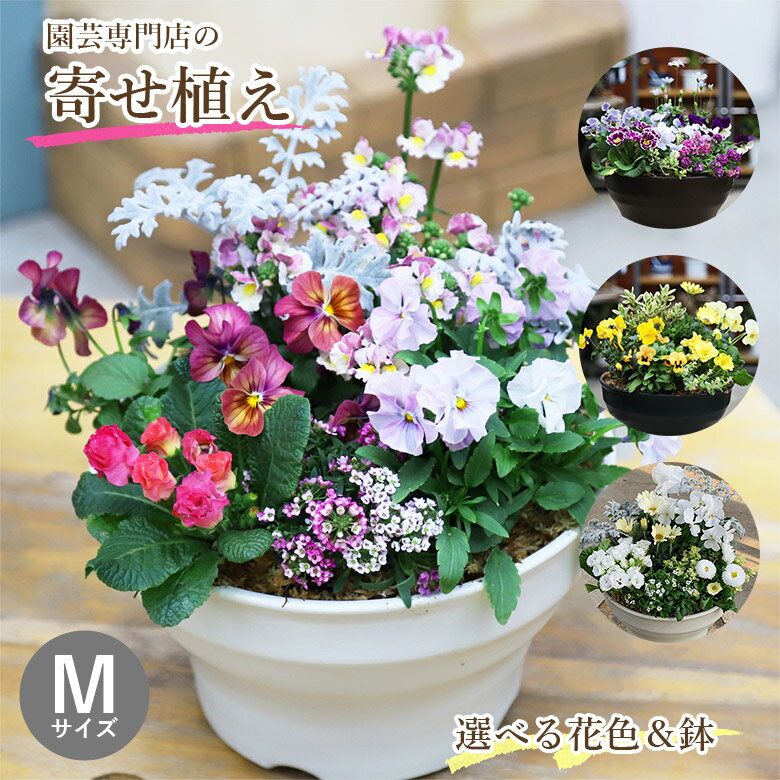 【栄養剤プレゼント】 専門店の 寄せ植え ギフト 鉢 鉢植え 完成品 季節のお花 セット Mサイズ 鉢花 花 誕生日 プレゼント 贈り物 玄関先 ベランダ 店舗前 ラワーギフト 送料無料 鉢 屋外 花苗…