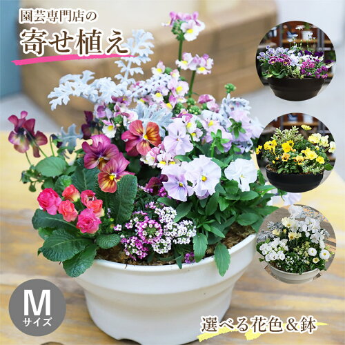 新商品【栄養剤プレゼント】 専門店の 寄せ植え ギフト 鉢 鉢植え 季...