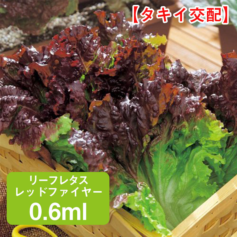 リーフレタス レッドファイヤー 0.6ml 家庭菜園 野菜 種 種子 種まき レタス れたす チシャ 栽培 農業 野菜作り 野菜 おすすめ タキイ 通販 作りやすい