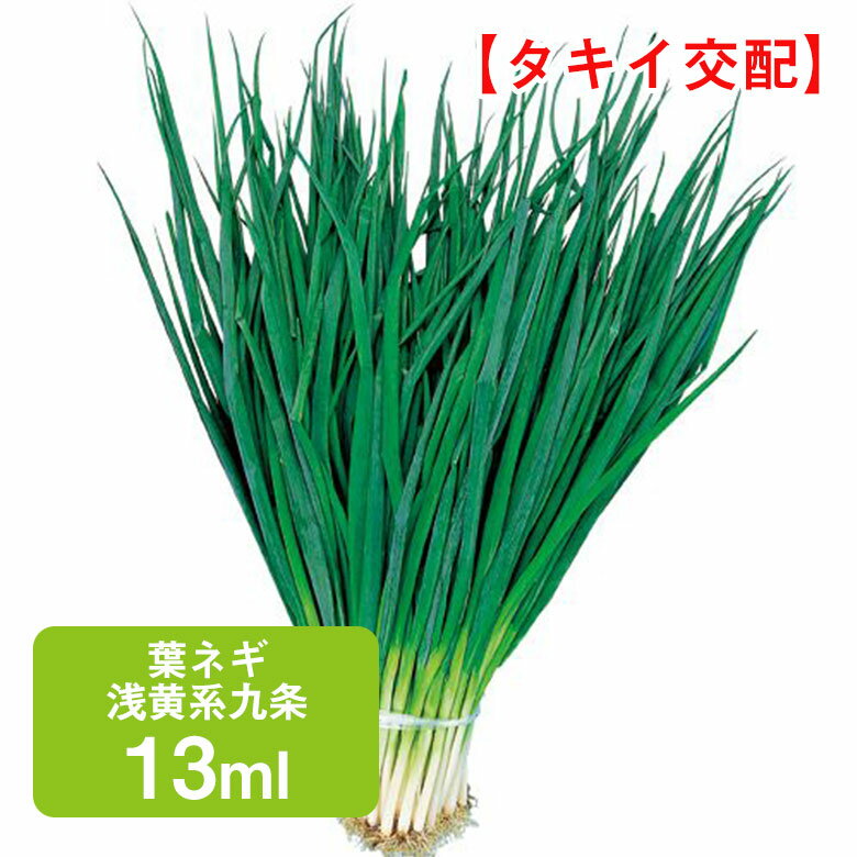 葉ネギ 浅黄系九条 13ml 家庭菜園 野菜 種 種子 ガーデニング 栽培 農業 野菜作り 野菜 おすすめ 通販 タキイ 葱 ねぎ ネギ 葉ねぎ
