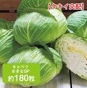キャベツ おきなSP タキイ交配 約 180粒 甘藍 きゃべつ 家庭菜園 野菜 種 種子 ガーデニング 栽培 農業 野菜作り 野菜 おすすめ サラダ タキイ 通販 春 夏 秋 冬