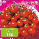 商品名 ミニトマト・CFココ【タキイ交配】16粒 学名 Solanum lycopersicum 和名 トマト 開花時期 発芽適温：昼間 28℃ 夜間 20〜22℃ 生育適温：15～25℃ 発芽日数：4～6日 特徴 病気に強くて作りやすいミニトマト。 ミニの中でも果重が20～25gのL玉サイズで、果皮に光沢があってかたいためお弁当にぴったり。 吸肥力強く、長期栽培に向く。 平均果重 20～25g 熟期：早生 日当たり・置き場所 日当たりと水はけのいい場所を好む 水やり 植え付け時はたっぷりやりますが、活着後は控えめにします。 肥料 植え付けの2週間以上前に、1平方メートル当たり苦土石灰150g程度を全面散布し、よく耕しておきます。 元肥は1週間前に深さ30cm以上の施肥溝を掘り、1平方メートル当たり完熟堆肥3〜4kg、化成肥料50g程度を施してよく混ぜておきます。 追肥は第1花房の実がピンポン玉程度の大きさになったとき、その後1ヶ月おきに2回目、3回目の追肥をします。肥料のやり方としては、元肥を少なくして、追肥で生育を維持していく追肥重点型となります。 施肥配分は、全体の半分の量を元肥とし、残りを3回に分けて追肥とします。 だいたい平方メートル当たり化成肥料を1握り(約50g)を畝に播いて軽く土寄せします。 病気と害虫 トマトの露地栽培では苗が根づいて育ち始めた頃からさまざまな病虫害が発生するので、殺菌剤や殺虫剤を散布して病虫害の防除に努めます。 主要な病害は青枯れ病、疫えき病、灰色かび病、ウイルス病など、主要な害虫はアブラムシ、オンシツコナジラミ、アザミウマ類などです。 剪定 摘芯：収穫目標の段数または、支柱の高さ、手の届く高さまで達したら、花房の上の葉を2,3枚残して摘み取る。 なお、摘芯を行った場合は、脇芽を全て取ってしまうと生育が悪くなるので、主茎の先端に近い脇芽1〜2本を残します。商品名 ミニトマト・CFココ【タキイ交配】16粒 学名 Solanum lycopersicum 和名 トマト 開花時期 発芽適温：昼間 28℃ 夜間 20〜22℃ 生育適温：15～25℃ 発芽日数：4～6日 特徴 病気に強くて作りやすいミニトマト。 ミニの中でも果重が20～25gのL玉サイズで、果皮に光沢があってかたいためお弁当にぴったり。 吸肥力強く、長期栽培に向く。 平均果重 20～25g 熟期：早生 日当たり・置き場所 日当たりと水はけのいい場所を好む 水やり 植え付け時はたっぷりやりますが、活着後は控えめにします。 肥料 植え付けの2週間以上前に、1平方メートル当たり苦土石灰150g程度を全面散布し、よく耕しておきます。 元肥は1週間前に深さ30cm以上の施肥溝を掘り、1平方メートル当たり完熟堆肥3〜4kg、化成肥料50g程度を施してよく混ぜておきます。 追肥は第1花房の実がピンポン玉程度の大きさになったとき、その後1ヶ月おきに2回目、3回目の追肥をします。肥料のやり方としては、元肥を少なくして、追肥で生育を維持していく追肥重点型となります。 施肥配分は、全体の半分の量を元肥とし、残りを3回に分けて追肥とします。 だいたい平方メートル当たり化成肥料を1握り(約50g)を畝に播いて軽く土寄せします。 病気と害虫 トマトの露地栽培では苗が根づいて育ち始めた頃からさまざまな病虫害が発生するので、殺菌剤や殺虫剤を散布して病虫害の防除に努めます。 主要な病害は青枯れ病、疫えき病、灰色かび病、ウイルス病など、主要な害虫はアブラムシ、オンシツコナジラミ、アザミウマ類などです。 剪定 摘芯：収穫目標の段数または、支柱の高さ、手の届く高さまで達したら、花房の上の葉を2,3枚残して摘み取る。 なお、摘芯を行った場合は、脇芽を全て取ってしまうと生育が悪くなるので、主茎の先端に近い脇芽1〜2本を残します。 関連商品 野菜種の商品一覧はこちら⇒