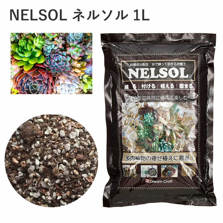 商品名 NELSOL ネルソル 1L サイズ/丈 1L 特徴 ネルソルとは固まる土です。 特殊な「粘り気の成分」が配合されており、水を加えることで粘りがでます。 様々な資材につけることができるので根っこがぐらぐらするものでもしっかり固定されます。 乾くと固まるのでアイデア次第で様々なアレンジの楽しみ方ができます。 一旦固まると水を与えても形が崩れにくくなるのが特徴です。 【配合原材料名】 ピートモス・ゼオライト・バーミキュライト等 【ネルソルの使い方】 1.ネルソルに水を加えます。（土10に対し水4くらい） 2.ネルソルが水を吸収するまで約20分間そのまま放置してください。 3.20分以上経ったらネルソルをまぜながら練っていきます。（糸を引くくらい粘り気がでたら使用できます） 4.ネルソルを植え込み部材に着けます。 5.多肉植物をカットし下葉を取り除き約15cm茎を出した挿し穂を挿します。 6.葉と葉が触れ合う程度に隙間なく植え込みます。 【水やりについて】 1.1週間～2週間後、根が発根したら植え込み後初めてお水を与えてください。 2.水やりは、ネルソルが完全に乾いた状態では水をはじきやすい為、ゆっくり長く与えます。 または水を張ったバケツに植え込んだ部材ごと10分程浸けてください。 3.水やりのタイミングは多肉植物の状態を観察し下葉の水分がなくなり柔らかくなったりシワが寄ってきたら たっぷりと水を与えましょう。 【保存方法】 残ったネルソルは水分が入らないように袋の口をゴムなどで留めておき、さらにチャック付きの保存袋などに空気を抜いて密閉してください。 暗い所や涼しい場所などで保存してください。 【どれくらいで固まる？】 ネルソルには特殊なポリマーが配合されており、水を加えることで粘りが出ます。 表面から乾燥していき1週間ほどで固まりますが、その過程で多肉植物をしっかりホールドしてくれるため、カット苗の発根を促してくれます。 ネルソルが完全に乾いて固まれば、逆さにしても大丈夫ですし、水を与えても形は崩れないので、安心です。商品名 NELSOL ネルソル 1L サイズ/丈 1L 特徴 ネルソルとは固まる土です。 特殊な「粘り気の成分」が配合されており、水を加えることで粘りがでます。 様々な資材につけることができるので根っこがぐらぐらするものでもしっかり固定されます。 乾くと固まるのでアイデア次第で様々なアレンジの楽しみ方ができます。 一旦固まると水を与えても形が崩れにくくなるのが特徴です。 【配合原材料名】 ピートモス・ゼオライト・バーミキュライト等 【ネルソルの使い方】 1.ネルソルに水を加えます。（土10に対し水4くらい） 2.ネルソルが水を吸収するまで約20分間そのまま放置してください。 3.20分以上経ったらネルソルをまぜながら練っていきます。（糸を引くくらい粘り気がでたら使用できます） 4.ネルソルを植え込み部材に着けます。 5.多肉植物をカットし下葉を取り除き約15cm茎を出した挿し穂を挿します。 6.葉と葉が触れ合う程度に隙間なく植え込みます。 【水やりについて】 1.1週間～2週間後、根が発根したら植え込み後初めてお水を与えてください。 2.水やりは、ネルソルが完全に乾いた状態では水をはじきやすい為、ゆっくり長く与えます。 または水を張ったバケツに植え込んだ部材ごと10分程浸けてください。 3.水やりのタイミングは多肉植物の状態を観察し下葉の水分がなくなり柔らかくなったりシワが寄ってきたら たっぷりと水を与えましょう。 【保存方法】 残ったネルソルは水分が入らないように袋の口をゴムなどで留めておき、さらにチャック付きの保存袋などに空気を抜いて密閉してください。 暗い所や涼しい場所などで保存してください。 【どれくらいで固まる？】 ネルソルには特殊なポリマーが配合されており、水を加えることで粘りが出ます。 表面から乾燥していき1週間ほどで固まりますが、その過程で多肉植物をしっかりホールドしてくれるため、カット苗の発根を促してくれます。 ネルソルが完全に乾いて固まれば、逆さにしても大丈夫ですし、水を与えても形は崩れないので、安心です。 関連商品 用土・肥料・農薬の商品一覧はこちら⇒