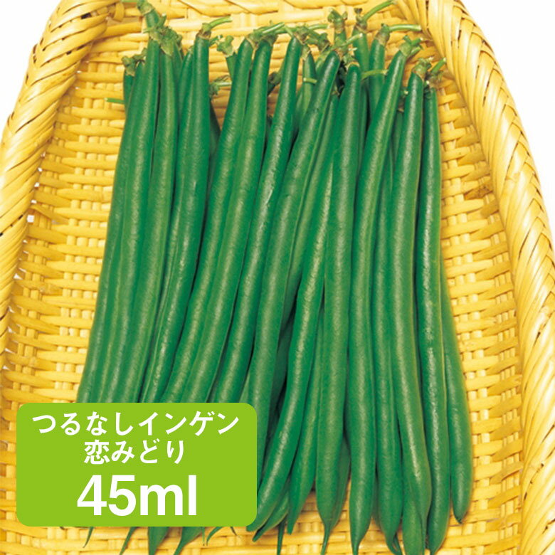 商品名 つるなしインゲン・恋みどり 45ml 学名 Phaseolus vulgaris 和名 サイトウ 開花時期 発芽適温：23℃〜25℃ 生育適温：15〜25℃ 発芽日数：4〜7日 特徴 揃いがよく、曲がりも少ないため高品質。 莢色は極濃緑で、風味豊かで食味がよい。 草勢が旺盛で、たくさんとれる。 葉の大きさは中程度。熟期：54日 草丈：50cm 莢長：14cm 曲がり：少ない 日当たり・置き場所 日当たりと風通しの良い場所 水やり 地植えでインゲンを育てている場合、水やりは基本的に必要ありません。 雨の水分で十分ですが、夏場に、何日も雨が降らない日が続くようであれば、朝の涼しい時間帯にたっぷりと水をあげてください。 肥料 直まきまたは定植の2週間以上前までに苦土石灰を全面散布し、深く耕します。 その後、1週間前には堆肥と元肥を施して耕し、畝を作ります。 1平方メートル当たり、苦土石灰は2握り（約100g）、堆肥は約3kg、化成肥料（N：P：K＝8：8：8）は3握り（約150g）とします。追肥量は1回につき、1平方メートル当たり化成肥料（N：P：K＝8：8：8）を軽く1握り（30～40g）とします。 病気と害虫 病気では、梅雨期や秋雨期に炭そ病が、9月頃の多湿時にさび病が多発するので薬剤防除します。 害虫では、生育初期の若い本葉の裏側などにアブラムシやハダニがつきやすいので、取り除くか薬剤による防除を行います。商品名 つるなしインゲン・恋みどり 45ml 学名 Phaseolus vulgaris 和名 サイトウ 開花時期 発芽適温：23℃〜25℃ 生育適温：15〜25℃ 発芽日数：4〜7日 特徴 揃いがよく、曲がりも少ないため高品質。 莢色は極濃緑で、風味豊かで食味がよい。 草勢が旺盛で、たくさんとれる。 葉の大きさは中程度。熟期：54日 草丈：50cm 莢長：14cm 曲がり：少ない 日当たり・置き場所 日当たりと風通しの良い場所 水やり 地植えでインゲンを育てている場合、水やりは基本的に必要ありません。 雨の水分で十分ですが、夏場に、何日も雨が降らない日が続くようであれば、朝の涼しい時間帯にたっぷりと水をあげてください。 肥料 直まきまたは定植の2週間以上前までに苦土石灰を全面散布し、深く耕します。 その後、1週間前には堆肥と元肥を施して耕し、畝を作ります。 1平方メートル当たり、苦土石灰は2握り（約100g）、堆肥は約3kg、化成肥料（N：P：K＝8：8：8）は3握り（約150g）とします。追肥量は1回につき、1平方メートル当たり化成肥料（N：P：K＝8：8：8）を軽く1握り（30～40g）とします。 病気と害虫 病気では、梅雨期や秋雨期に炭そ病が、9月頃の多湿時にさび病が多発するので薬剤防除します。 害虫では、生育初期の若い本葉の裏側などにアブラムシやハダニがつきやすいので、取り除くか薬剤による防除を行います。 関連商品 野菜種の商品一覧はこちら⇒