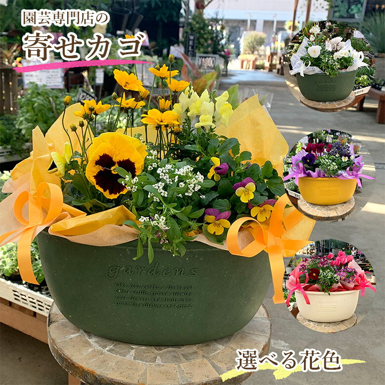 楽天市場】かご 寄せ植えの通販 楽天市場】かご 寄せ植えの通販