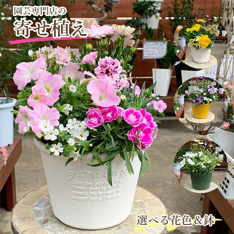 新商品【栄養剤プレゼント】 専門店の 寄せ植え ギフト 鉢 鉢植え 季...