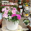 母の日【栄養剤プレゼント】 専門店の 寄せ植え ギフト 鉢 鉢植え 完成品 季節のお花 鉢花 花 誕生日 プレゼント 贈り物 玄関先 ベランダ 店舗前 ラワーギ...