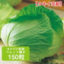 キャベツ 初秋 タキイ交配 ペレット種子 150粒 甘藍 きゃべつ 家庭菜園 野菜 種 種子 ガーデニング 栽培 農業 野菜作り 野菜 おすすめ サラダ タキイ 通販 春 夏 秋 冬