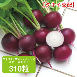 二十日ダイコン(ラディッシュ) ルビーコメット 310粒 家庭菜園 野菜 種 種子 種まき だいこん 大根 栽培 農業 野菜作り 野菜 おすすめ タキイ 通販 春まき 秋どり 作りやすい