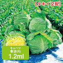 キャベツ 春波(R) タキイ交配 1.2ml 甘藍 きゃべつ 家庭菜園 野菜 種 種子 ガーデニング 栽培 農業 野菜作り 野菜 おすすめ サラダ タキイ 通販 春 夏 秋 冬