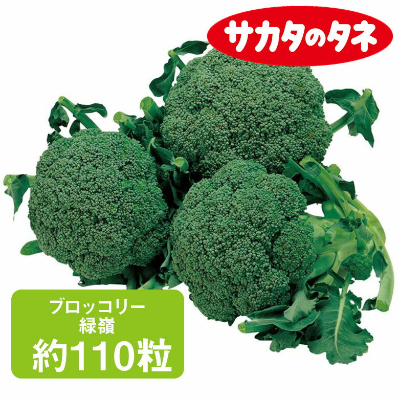 Rakuten - ブロッコリー 緑嶺 サカタ交配 約110粒 家庭菜園 野菜 種 種子 種まき ミドリハナヤサイ ガーデニング 栽培 農業 野菜作り 野菜 おすすめ サカタ サカタのタネ