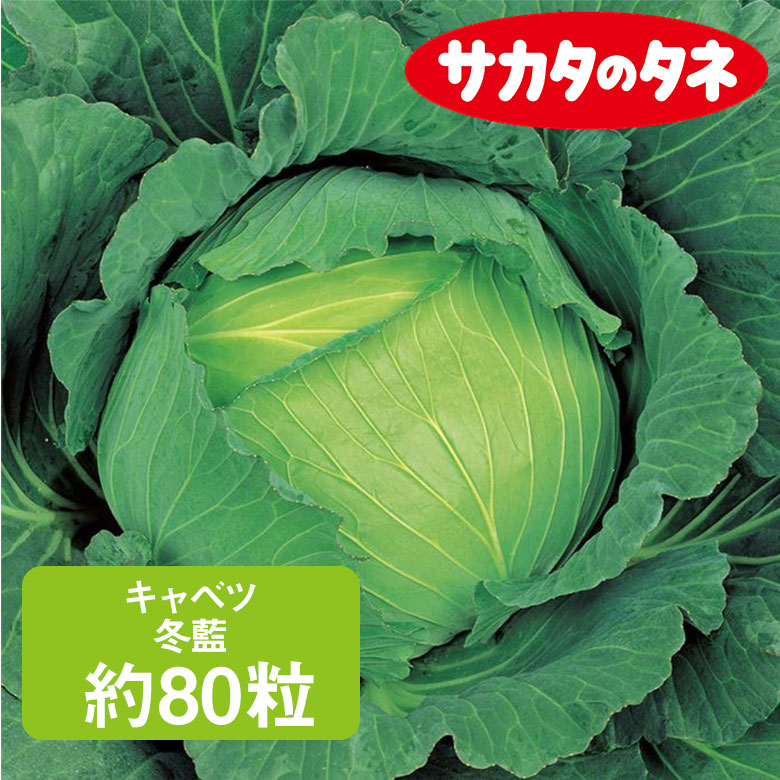 商品名 キャベツ 冬藍 サカタ交配 約80粒 学名 Brassica oleracea L. var. capitata 和名 甘藍 開花時期 発芽適温：15℃〜30℃ 生育適温：15℃〜20℃ 発芽日数：4〜6日 特徴 ゴマ症などの生理障害や病気に強く、低温下でもぐんぐん肥大し、大玉が収穫できます。 みずみずしい食感で甘みがあり、おいしいキャベツです。 日当たり・置き場所 日当たりと風通しの良い場所 水やり 水やり回数が多すぎると病気が発生しやすくなるので、回数を少なめにして1回のあたりの水の量を多めにするのがポイントです。 毎日水やりをする必要はなく土の表面がしっかり乾いてから行いましょう。 キャベツは乾燥を嫌いますが、多湿すぎても病気にかかりやすくなります。 肥料 定植の2週間以上前に苦土石灰を全面散布して耕し、1週間前に堆肥と元肥を施して再度耕します。 定植は深植えを避けます。 追肥は春・夏まきでは定植3週間後および結球が始まる前の2回行います。 秋まき春どりでは年内の追肥は避け、春に新葉が動き出したら1回目、結球が始まる頃に2回目の追肥をします。 1平方メートル当たり苦土石灰は2握り（約100g）、完熟堆肥は約2kg、元肥は化成肥料（N：P：K＝8：8：8）を2握り（約100g）とします。 追肥は1回につき、1平方メートル当たり化成肥料1握り（約50g）とし、同時に中耕と土寄せをします。 病気と害虫 キャベツは害虫が多く、シンクイムシ、ヨトウムシ、コナガ、アオムシなどがつきやすいので、見つけ次第捕殺するか、殺虫剤を散布します。 防虫ネットをトンネル状にかけると被害を抑えることができます。病気は比較的少ない方ですが、黒腐病、萎黄病、菌核病、根こぶ病が発生します。商品名 キャベツ 冬藍 サカタ交配 約80粒 学名 Brassica oleracea L. var. capitata 和名 甘藍 開花時期 発芽適温：15℃〜30℃ 生育適温：15℃〜20℃ 発芽日数：4〜6日 特徴 ゴマ症などの生理障害や病気に強く、低温下でもぐんぐん肥大し、大玉が収穫できます。 みずみずしい食感で甘みがあり、おいしいキャベツです。 日当たり・置き場所 日当たりと風通しの良い場所 水やり 水やり回数が多すぎると病気が発生しやすくなるので、回数を少なめにして1回のあたりの水の量を多めにするのがポイントです。 毎日水やりをする必要はなく土の表面がしっかり乾いてから行いましょう。 キャベツは乾燥を嫌いますが、多湿すぎても病気にかかりやすくなります。 肥料 定植の2週間以上前に苦土石灰を全面散布して耕し、1週間前に堆肥と元肥を施して再度耕します。 定植は深植えを避けます。 追肥は春・夏まきでは定植3週間後および結球が始まる前の2回行います。 秋まき春どりでは年内の追肥は避け、春に新葉が動き出したら1回目、結球が始まる頃に2回目の追肥をします。 1平方メートル当たり苦土石灰は2握り（約100g）、完熟堆肥は約2kg、元肥は化成肥料（N：P：K＝8：8：8）を2握り（約100g）とします。 追肥は1回につき、1平方メートル当たり化成肥料1握り（約50g）とし、同時に中耕と土寄せをします。 病気と害虫 キャベツは害虫が多く、シンクイムシ、ヨトウムシ、コナガ、アオムシなどがつきやすいので、見つけ次第捕殺するか、殺虫剤を散布します。 防虫ネットをトンネル状にかけると被害を抑えることができます。病気は比較的少ない方ですが、黒腐病、萎黄病、菌核病、根こぶ病が発生します。 関連商品 野菜種の商品一覧はこちら⇒