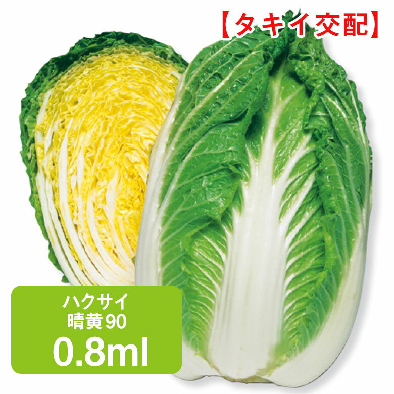 ハクサイ 晴黄90 タキイ交配 0.8ml はくさい 白菜 家庭菜園 野菜 種 ガーデニング 栽培 農業 野菜作り 野菜 おすすめ 漬物 漬け物 キムチ