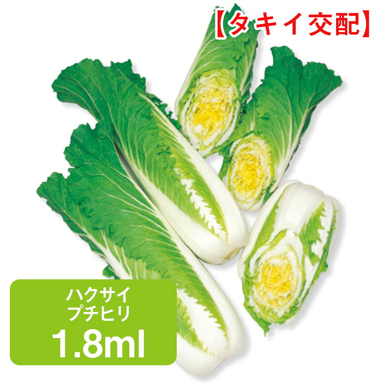 商品名 ハクサイ プチヒリ【タキイ交配】1.8ml 学名 Brassica rapa L. var. glabra Regel 'Pe-tsai' 和名 ハクサイ 開花時期 発芽適温：20℃〜25℃ 生育適温：20℃前後 発芽日数：3〜5日 特徴 球形は特徴のある長円筒形。 中国北部原産のチヒリハクサイの血を引くタケノコ形品種で密植栽培ができる。 歯切れがよく甘みのある食味で、中華料理の炒め物や鍋物に適する。 【年内どりハクサイ】 重量 0.8kg 日当たり・置き場所 日当たりと風通しの良い場所 水やり 根付くまで水をたっぷり与えて、土の表面が乾きすぎないように気をつけましょう。 苗が根付くと外葉がどんどん伸びてくるので、その後は水やりの量を減らして多湿にならないように水やりをします。 肥料 定植の2週間以上前までに、苦土石灰を全面に散布し深く耕します。 その後、1週間前には堆肥と元肥を施して耕し、畝をたてます。 苦土石灰は2～3握り（100～150g）、堆肥は約3kg、元肥は化成肥料（N：P：K＝8：8：8）を3握り（約150g）程度とします（いずれも1平方メートル当たり）。 病気と害虫 軟腐病、べと病、根こぶ病などが重要です。なかでも軟腐病は結球間近になって茎の地際から腐り始めて悪臭を放つようになります。発生してからでは防除できないので、予防的な薬剤散布が大切です。 害虫はアオムシ、アブラムシ、コナガ、ヨトウムシが発生しますが、早期防除につとめましょう。商品名 ハクサイ プチヒリ【タキイ交配】1.8ml 学名 Brassica rapa L. var. glabra Regel 'Pe-tsai' 和名 ハクサイ 開花時期 発芽適温：20℃〜25℃ 生育適温：20℃前後 発芽日数：3〜5日 特徴 球形は特徴のある長円筒形。 中国北部原産のチヒリハクサイの血を引くタケノコ形品種で密植栽培ができる。 歯切れがよく甘みのある食味で、中華料理の炒め物や鍋物に適する。 【年内どりハクサイ】 重量 0.8kg 日当たり・置き場所 日当たりと風通しの良い場所 水やり 根付くまで水をたっぷり与えて、土の表面が乾きすぎないように気をつけましょう。 苗が根付くと外葉がどんどん伸びてくるので、その後は水やりの量を減らして多湿にならないように水やりをします。 肥料 定植の2週間以上前までに、苦土石灰を全面に散布し深く耕します。 その後、1週間前には堆肥と元肥を施して耕し、畝をたてます。 苦土石灰は2～3握り（100～150g）、堆肥は約3kg、元肥は化成肥料（N：P：K＝8：8：8）を3握り（約150g）程度とします（いずれも1平方メートル当たり）。 病気と害虫 軟腐病、べと病、根こぶ病などが重要です。なかでも軟腐病は結球間近になって茎の地際から腐り始めて悪臭を放つようになります。発生してからでは防除できないので、予防的な薬剤散布が大切です。 害虫はアオムシ、アブラムシ、コナガ、ヨトウムシが発生しますが、早期防除につとめましょう。 関連商品 野菜種の商品一覧はこちら⇒