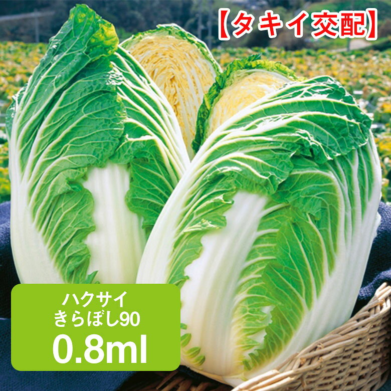商品名 ハクサイ・きらぼし90【タキイ交配】0.8ml 学名 Brassica rapa L. var. glabra Regel 'Pe-tsai' 和名 ハクサイ 開花時期 発芽適温：20℃〜25℃ 生育適温：20℃前後 発芽日数：3〜5日 特徴 中晩生90日タイプ。 耐寒・晩抽性に優れ、収穫期幅が広い。適期栽培では、3kg程度に太る。 外葉強健で立性なので、追肥・薬剤散布・結束などの管理作業が行いやすい。 【きらぼしシリーズ】 幅広い根こぶ病に対して強い耐病性をもつ、生育旺盛な黄芯系シリーズ。 重量 3kg 日当たり・置き場所 日当たりと風通しの良い場所 水やり 根付くまで水をたっぷり与えて、土の表面が乾きすぎないように気をつけましょう。 苗が根付くと外葉がどんどん伸びてくるので、その後は水やりの量を減らして多湿にならないように水やりをします。 肥料 定植の2週間以上前までに、苦土石灰を全面に散布し深く耕します。 その後、1週間前には堆肥と元肥を施して耕し、畝をたてます。 苦土石灰は2～3握り（100～150g）、堆肥は約3kg、元肥は化成肥料（N：P：K＝8：8：8）を3握り（約150g）程度とします（いずれも1平方メートル当たり）。 病気と害虫 軟腐病、べと病、根こぶ病などが重要です。なかでも軟腐病は結球間近になって茎の地際から腐り始めて悪臭を放つようになります。発生してからでは防除できないので、予防的な薬剤散布が大切です。 害虫はアオムシ、アブラムシ、コナガ、ヨトウムシが発生しますが、早期防除につとめましょう。商品名 ハクサイ・きらぼし90【タキイ交配】0.8ml 学名 Brassica rapa L. var. glabra Regel 'Pe-tsai' 和名 ハクサイ 開花時期 発芽適温：20℃〜25℃ 生育適温：20℃前後 発芽日数：3〜5日 特徴 中晩生90日タイプ。 耐寒・晩抽性に優れ、収穫期幅が広い。適期栽培では、3kg程度に太る。 外葉強健で立性なので、追肥・薬剤散布・結束などの管理作業が行いやすい。 【きらぼしシリーズ】 幅広い根こぶ病に対して強い耐病性をもつ、生育旺盛な黄芯系シリーズ。 重量 3kg 日当たり・置き場所 日当たりと風通しの良い場所 水やり 根付くまで水をたっぷり与えて、土の表面が乾きすぎないように気をつけましょう。 苗が根付くと外葉がどんどん伸びてくるので、その後は水やりの量を減らして多湿にならないように水やりをします。 肥料 定植の2週間以上前までに、苦土石灰を全面に散布し深く耕します。 その後、1週間前には堆肥と元肥を施して耕し、畝をたてます。 苦土石灰は2～3握り（100～150g）、堆肥は約3kg、元肥は化成肥料（N：P：K＝8：8：8）を3握り（約150g）程度とします（いずれも1平方メートル当たり）。 病気と害虫 軟腐病、べと病、根こぶ病などが重要です。なかでも軟腐病は結球間近になって茎の地際から腐り始めて悪臭を放つようになります。発生してからでは防除できないので、予防的な薬剤散布が大切です。 害虫はアオムシ、アブラムシ、コナガ、ヨトウムシが発生しますが、早期防除につとめましょう。 関連商品 野菜種の商品一覧はこちら⇒