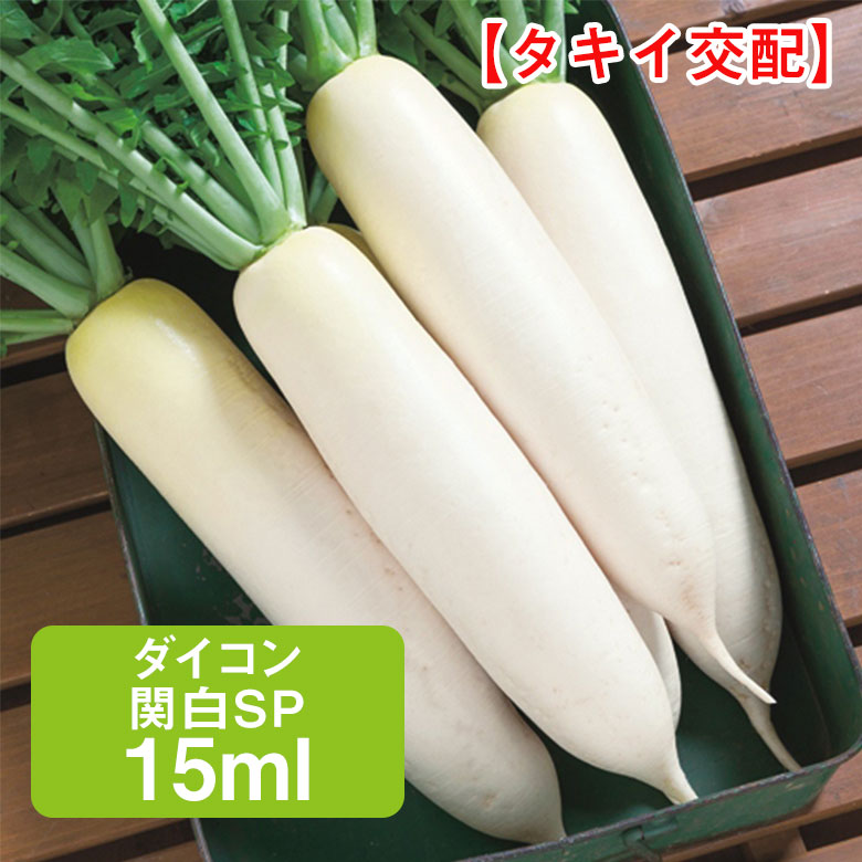 商品名 ダイコン 関白SP タキイ交配 15ml 学名 Raphanus sativus var. hortensis 和名 ダイコン 開花時期 発芽適温：20℃〜25℃ 生育適温：17〜21℃ 発芽日数：3〜5日 特徴 ウイルス病、萎黄病に耐病性で、早まきが可能な秋どり短形種。 煮物などにぴったり。太りと尻づまりがよく、ス入りも遅くて作りやすい。 【秋どりダイコン】 根径 8cm 根長 34cm 日当たり・置き場所 日当たりと風通しの良い場所 水やり 種まき後、発芽するまでの間は土を乾燥させないように水を与えます。 発芽した後は、土の表面が乾いてからたっぷり水を与えてください。 肥料 酸性土壌に弱いので酸性を中和します。 植え付けの2週間前に、土1m²に対して苦土石灰100g、堆肥2kg、化成肥料100gをよく混ぜて寝かせておきます。 病気と害虫 比較的病害虫に強いのですが稀に、立枯病や軟腐病、菌核病、白さび病、アオムシ、アブラムシ、ネキリムシなどが発生する場合があります。商品名 ダイコン 関白SP タキイ交配 15ml 学名 Raphanus sativus var. hortensis 和名 ダイコン 開花時期 発芽適温：20℃〜25℃ 生育適温：17〜21℃ 発芽日数：3〜5日 特徴 ウイルス病、萎黄病に耐病性で、早まきが可能な秋どり短形種。 煮物などにぴったり。太りと尻づまりがよく、ス入りも遅くて作りやすい。 【秋どりダイコン】 根径 8cm 根長 34cm 日当たり・置き場所 日当たりと風通しの良い場所 水やり 種まき後、発芽するまでの間は土を乾燥させないように水を与えます。 発芽した後は、土の表面が乾いてからたっぷり水を与えてください。 肥料 酸性土壌に弱いので酸性を中和します。 植え付けの2週間前に、土1m²に対して苦土石灰100g、堆肥2kg、化成肥料100gをよく混ぜて寝かせておきます。 病気と害虫 比較的病害虫に強いのですが稀に、立枯病や軟腐病、菌核病、白さび病、アオムシ、アブラムシ、ネキリムシなどが発生する場合があります。 関連商品 野菜種の商品一覧はこちら⇒