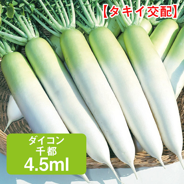 ダイコン 千都 タキイ交配 4.5ml 家庭菜園 野菜 種 種子 種まき だいこん 大根 栽培 農業 野菜作り 野菜 おすすめ タキイ 通販 作りやすい 冬どり