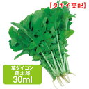 葉ダイコン 葉太郎 30ml 家庭菜園 野菜 種 種子 種まき だいこん 大根 栽培 農業 野菜作り 野菜 おすすめ タキイ 通販 作りやすい 通年 浅漬 あえもの 煮物