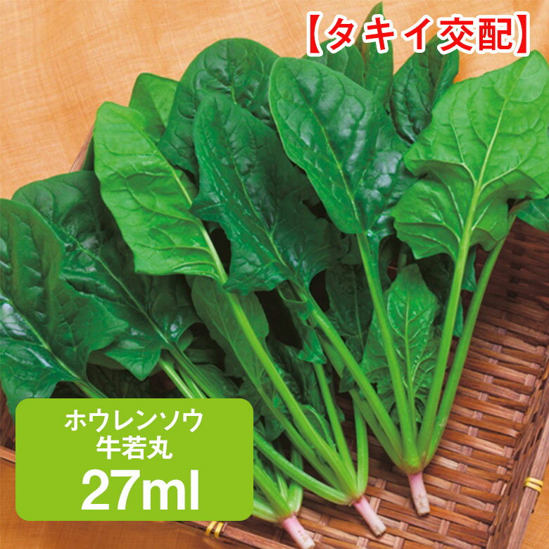 ホウレンソウ 牛若丸 タキイ交配 27ml ほうれんそう ほうれん草 家庭菜園 野菜 種 ガーデニング 栽培 農業 野菜作り 野菜 おすすめ サラダ
