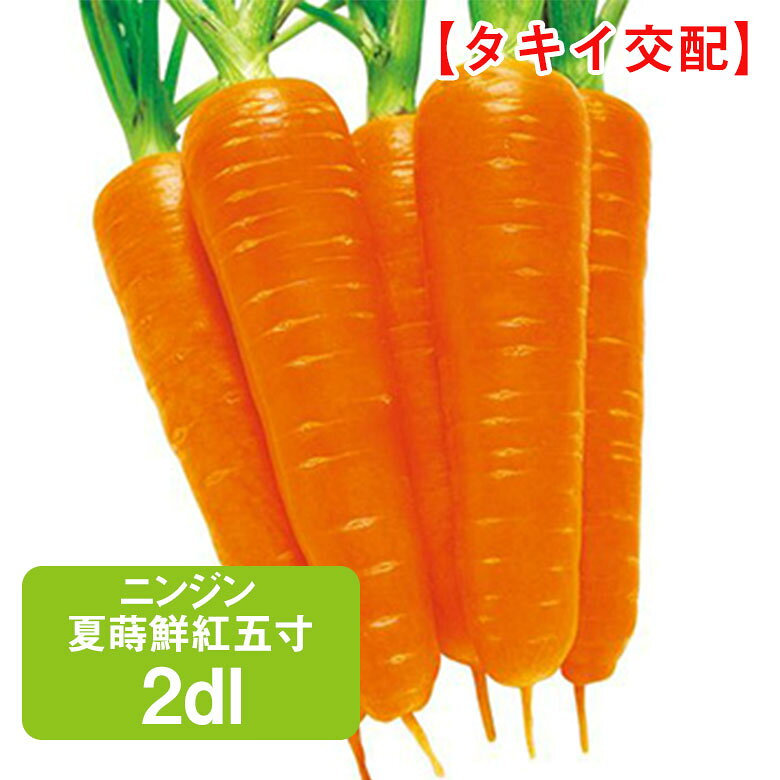 商品名 ニンジン 夏蒔鮮紅五寸 タキイ交配 2dl 学名 Daucus carota subsp. sativus 和名 ニンジン 開花時期 発芽適温：15℃〜25℃ 生育適温：18℃〜21℃ 発芽日数：5〜7日 特徴 耐暑性に優れ、草勢が強く生育旺盛で作りやすい五寸ニンジン。 根形は尻づまりがよく、肌・芯ともにやや濃いめの鮮紅色。 ※初夏・夏まきの品種を春に早まきすると天候により抽苔（トウ立ち）のおそれがあるので、注意してください。 日当たり・置き場所 日当たりの良い風通しの良い場所 水やり 発芽までは毎日水やりをして乾燥させないように管理しましょう。根づいた後は、地植えの場合は下から水が上がってくるので、ほとんど不要です。 ただし、真夏に雨が降らずに乾燥が続く場合は水やりをして補いましょう。 真夏は昼間に水やりすると水の温度が上がり株が弱ってしまうので、朝か夕方の涼しい時間帯に与えることが大切です。 肥料 タネまき予定の2週間以上前に完熟堆肥、苦土石灰および元肥を散布してから深さ20～25cmをよく耕します。 1平方メートル当たり完熟堆肥約3kg、苦土石灰2握り(約100g)、元肥の化成肥料（N：P：K＝8：8：8）を2握り（約100g）と過リン酸石灰を軽く1握り（約30g）とします。 未熟堆肥は股根になりやすいので使わない方がよいでしょう。 病気と害虫 病気は夏の高温期に黒葉枯病、黒斑病が発生することがあるので、殺菌剤を散布します。 害虫はネキリムシやキアゲハ、キンウワバの幼虫に注意し、よく見回って捕殺しますが、捕殺できなければ殺虫剤を散布します。 前作でネコブセンチュウが発生した畑で栽培する場合は専用の薬剤で消毒します。商品名 ニンジン 夏蒔鮮紅五寸 タキイ交配 2dl 学名 Daucus carota subsp. sativus 和名 ニンジン 開花時期 発芽適温：15℃〜25℃ 生育適温：18℃〜21℃ 発芽日数：5〜7日 特徴 耐暑性に優れ、草勢が強く生育旺盛で作りやすい五寸ニンジン。 根形は尻づまりがよく、肌・芯ともにやや濃いめの鮮紅色。 ※初夏・夏まきの品種を春に早まきすると天候により抽苔（トウ立ち）のおそれがあるので、注意してください。 日当たり・置き場所 日当たりの良い風通しの良い場所 水やり 発芽までは毎日水やりをして乾燥させないように管理しましょう。根づいた後は、地植えの場合は下から水が上がってくるので、ほとんど不要です。 ただし、真夏に雨が降らずに乾燥が続く場合は水やりをして補いましょう。 真夏は昼間に水やりすると水の温度が上がり株が弱ってしまうので、朝か夕方の涼しい時間帯に与えることが大切です。 肥料 タネまき予定の2週間以上前に完熟堆肥、苦土石灰および元肥を散布してから深さ20～25cmをよく耕します。 1平方メートル当たり完熟堆肥約3kg、苦土石灰2握り(約100g)、元肥の化成肥料（N：P：K＝8：8：8）を2握り（約100g）と過リン酸石灰を軽く1握り（約30g）とします。 未熟堆肥は股根になりやすいので使わない方がよいでしょう。 病気と害虫 病気は夏の高温期に黒葉枯病、黒斑病が発生することがあるので、殺菌剤を散布します。 害虫はネキリムシやキアゲハ、キンウワバの幼虫に注意し、よく見回って捕殺しますが、捕殺できなければ殺虫剤を散布します。 前作でネコブセンチュウが発生した畑で栽培する場合は専用の薬剤で消毒します。 関連商品 野菜種の商品一覧はこちら⇒