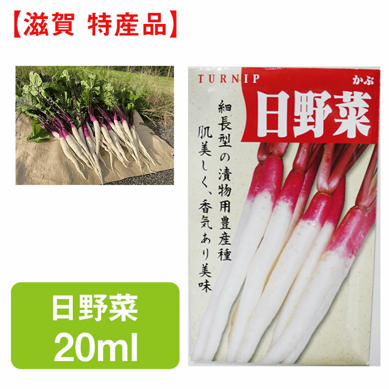 カブ 日野菜 種 20ml 種子 種 家庭菜園 野菜 栽培 農業 野菜作り 野菜 おすすめ 漬物 日野菜漬け 滋賀 滋賀県 東近江 近江 通販 特産 の種 種まき 播種