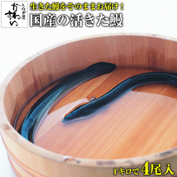 [生きたうなぎ]大サイズの国産活鰻 4尾サイズ1kg 送料無料 生きたうなぎ 業務用 活ウナギ 国内産 店舗用 卸売