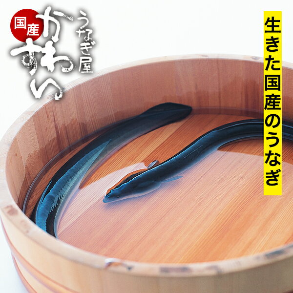 生きたうなぎ うなぎ屋かわすい うなぎ 鰻 活鰻 業務用 活ウナギ 国内産 店舗用 卸売 送料無料 BBQ キャンプ バーベキュー 飲食店 ウナギ