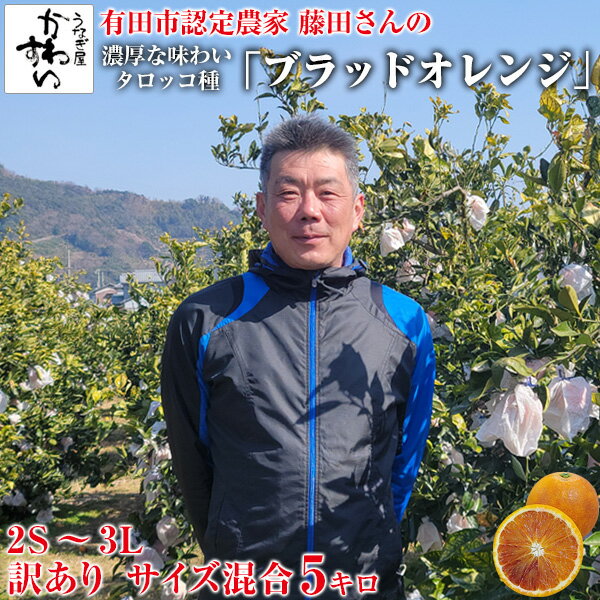[有田みかんの里から収穫次第順次発送][今季間もなく終了]藤田さんのブラッドオレンジ 訳あり 5キロ[2S-3L 混合]国産 ブラッドオレンジ タロッコ種 有田みかん 和歌山 ミカン 蜜柑 みかん 有田市認定みかん農家 柑橘[MP]のサムネイル