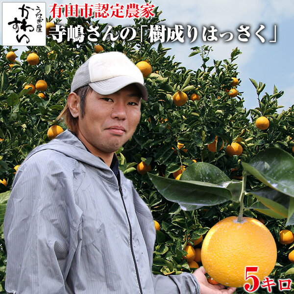 [収穫次第順次発送]寺嶋さんの樹成りはっさくはっさく 和歌山 有田 八朔 柑橘 ミカン 蜜柑 みかん 有田市認定みかん農家のサムネイル