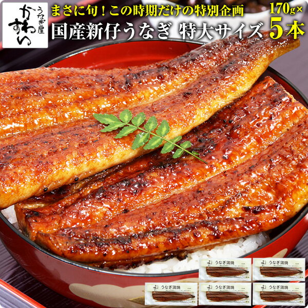 [予約販売 9/10前後発送予定]国産特大新仔うなぎ蒲焼き 170g×5本[ ウナギ 鰻 蒲焼き 蒲焼 国産 国内産 秋の土用丑 土用の丑の日 秋の味覚 秋グルメ 冷凍食品 ひつまぶし ][MP]のサムネイル