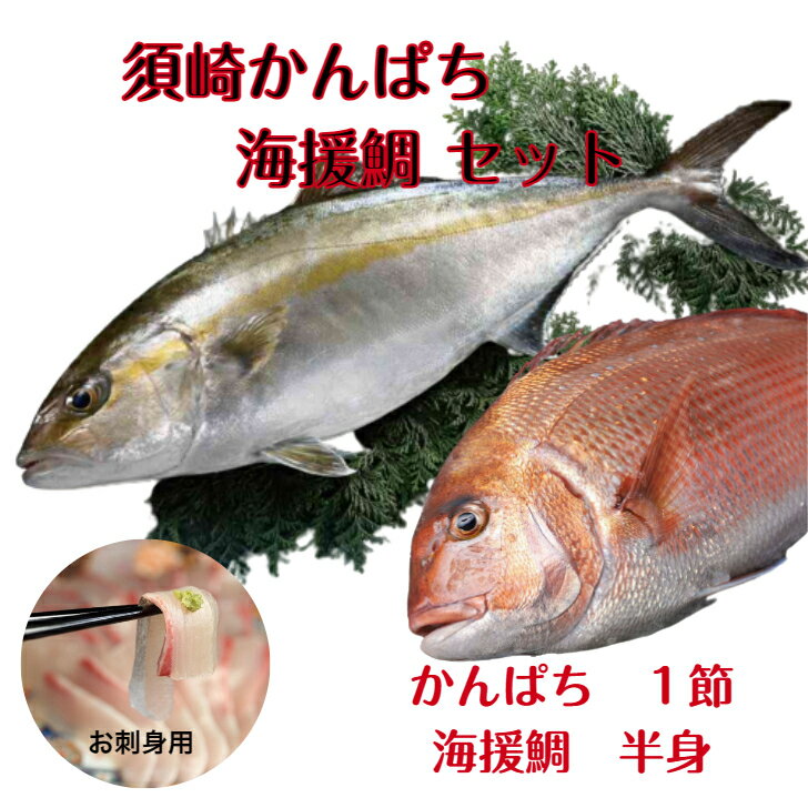 高知県　須崎かんぱち・海援鯛セット 刺身用 （6～8人前）鯛 勘八 カンパチ タイ 刺身 魚 カルパッチョ ブランド 特産品 ギフト お中元 お歳暮 贈答品フト お中元 お歳暮 贈答品 "完全無投薬”で育てた須崎市ブランドかんぱち・海援鯛のセットです 5