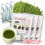 べにふうき茶 粉末茶スティック 1g×20包 3袋セットで特価/花粉対策,鼻水,くしゃみ, 春の新習慣は、紅富貴 べにふうき緑茶 べにふうき